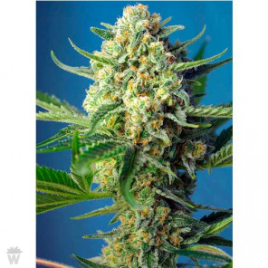 S.A.D. SWEET AFGANI DELICIOUS AUTO SWEET SEEDS