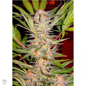 S.A.D. SWEET AFGANI DELICIOUS S1 SWEET SEEDS