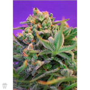 SWEET CHEESE F1 FAST VERSION SWEET SEEDS