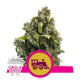 CANDY KUSH EXPRESS FAST VERSION ROYAL QUEEN 3UN