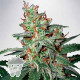 CARNIVAL MINISTRY SEEDS 2UN