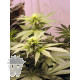 EARLY QUEEN X AFGHAN HAZE MR NICE LIMITED EDITION REGULARES 15UN
