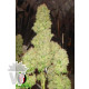 WHITE RUSSIAN SERIOUS SEEDS REGULARES 11UN