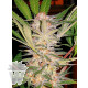 S.A.D. SWEET AFGANI DELICIOUS S1 SWEET SEEDS 3+1 REGALO