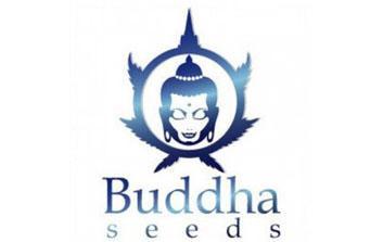 buddha seeds autofloreceintes