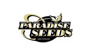 paradise seeds autofloreceintes