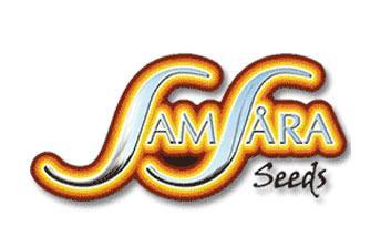 samsara seeds autofloreceintes