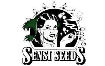 sensi seeds autofloreceintes